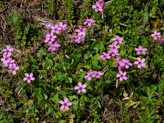 {Oxalis articulata}